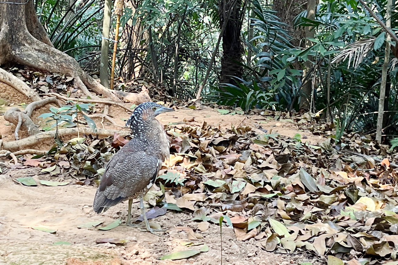 KANO園區,棒球場,嘉義景點,公園,免費景點,親子景點,嘉義公園,射日塔,Kano遊客中心,嘉義之森Jmori,樹屋尋寶遊戲場,孔廟,昭和十八j18