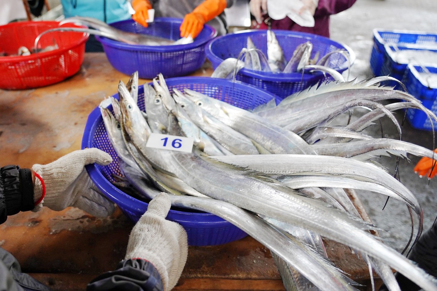 批發,新竹景點,明發定置漁場,買魚,野生魚瀑布,香山景點,魚,魚港