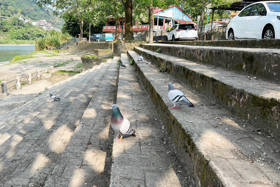 新店百年渡船,新店擺渡,劃船,坐船,灣潭遊戲區(qū)公園,新北景點(diǎn),親子景點(diǎn),碧潭好玩,新店碧潭