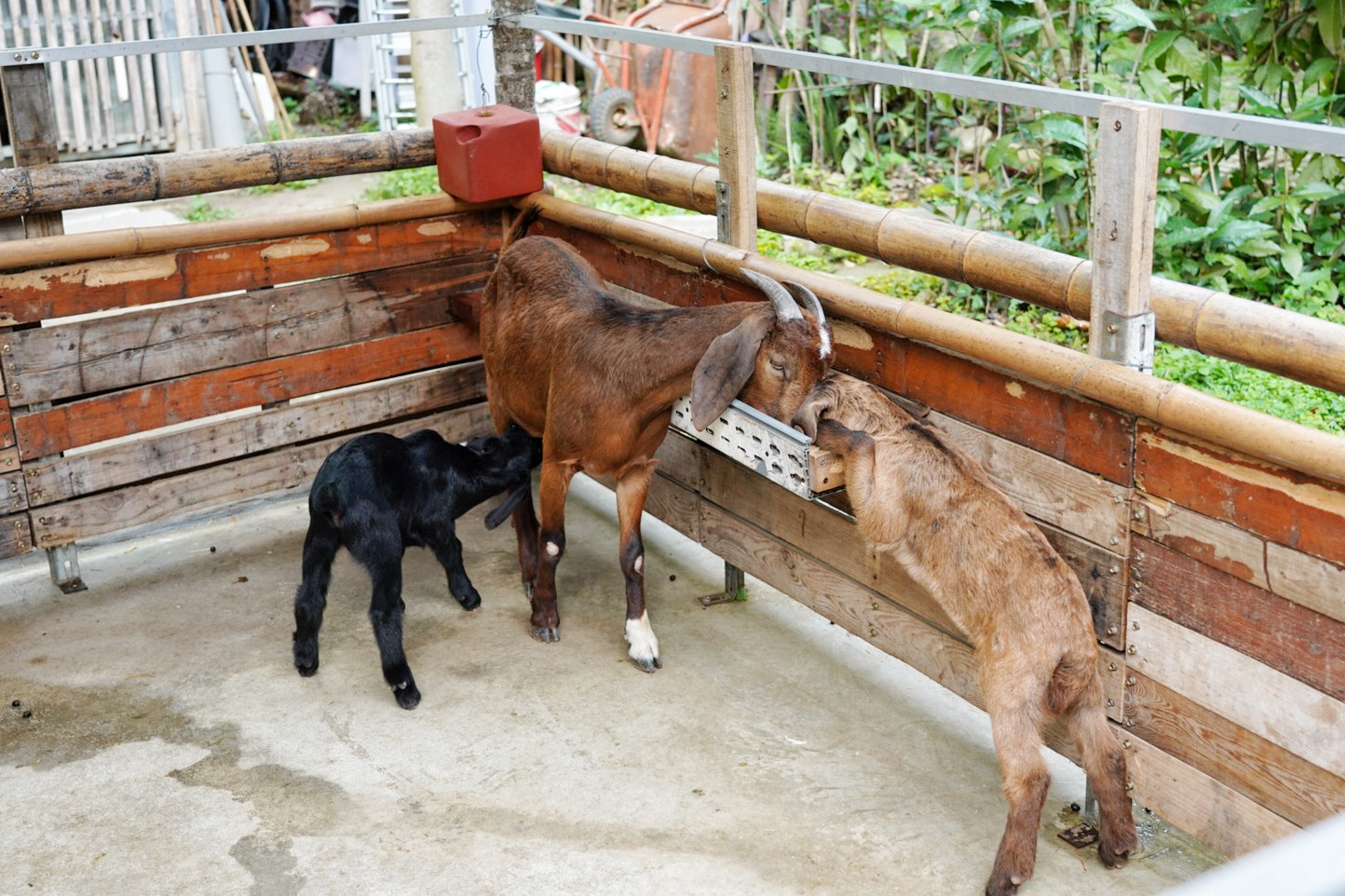 下午茶,享自在,冰沙,動物,咖啡館,景觀餐廳,松韻餐廳,歲月餐廳,波爾山羊,澄石餐廳,落羽松,錦鯉,餵食,鳳梨酥,鹿寮餐廳