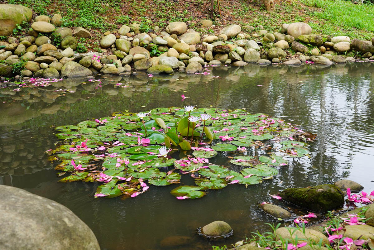 桃園景點(diǎn),龍?zhí)毒包c(diǎn),和窯文創(chuàng)園區(qū),免費(fèi)景點(diǎn),泡茶,窯烤麵包,神農(nóng)窯烤麵包, DIY手工捏陶,咖啡,茶席,賞茶園,二坪寮