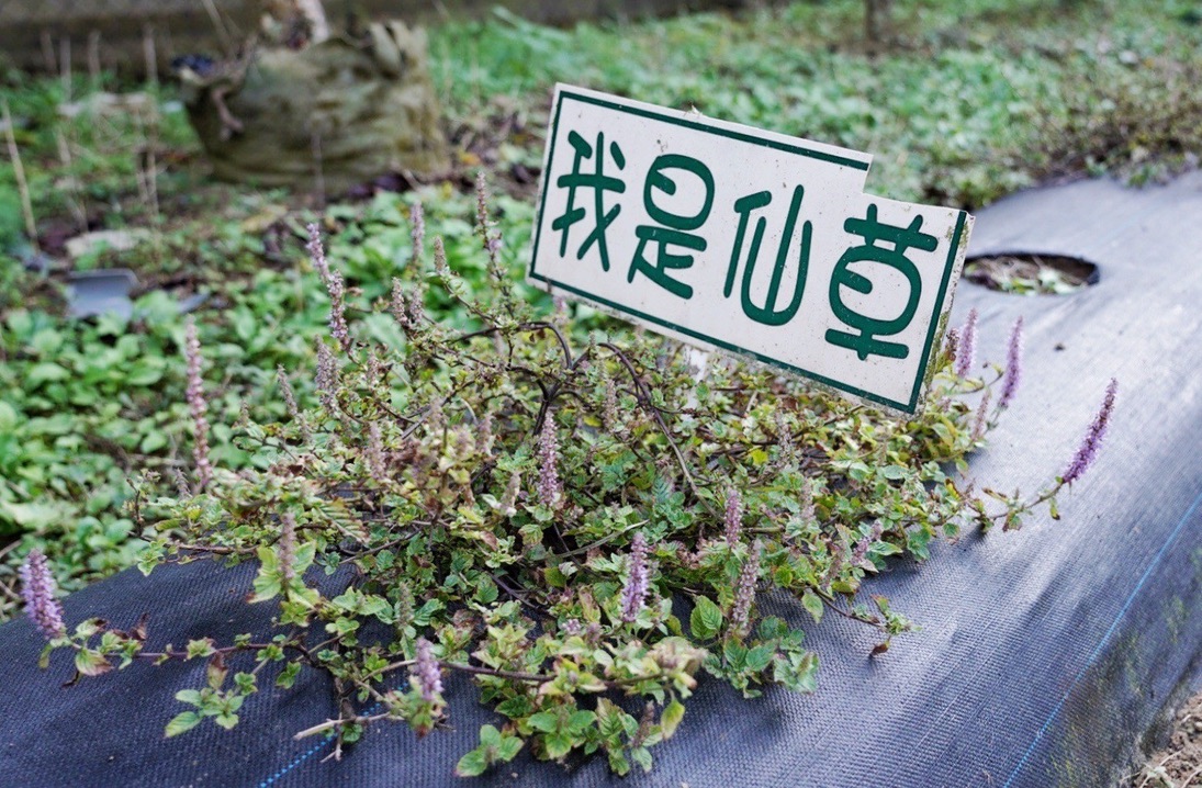 關西仙草博物館