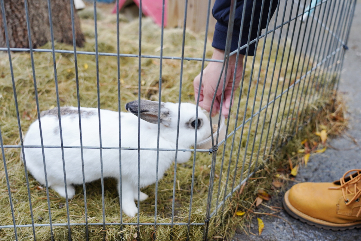 動物園,臺南好玩,臺南景點(diǎn),天竺鼠,孔雀,小火車,小白鼠,戶外教學(xué),梅花鹿,樹谷農(nóng)場,沙坑,溜滑梯,羊,親子景點(diǎn),農(nóng)場,餵食,馬,鴕鳥