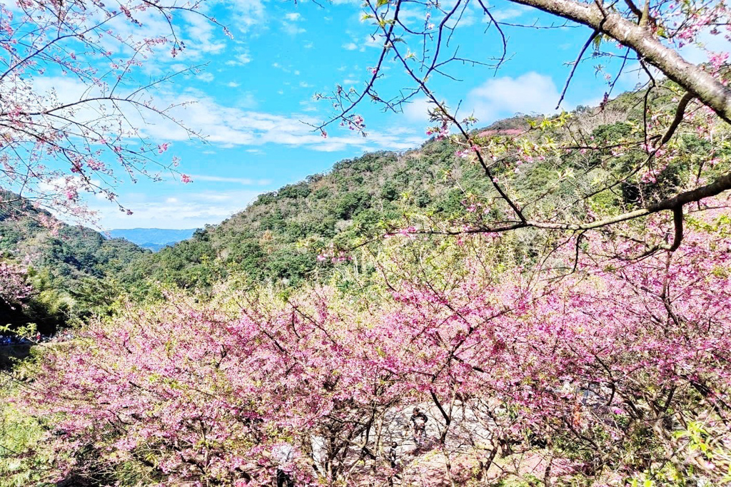 三峽大熊櫻花林