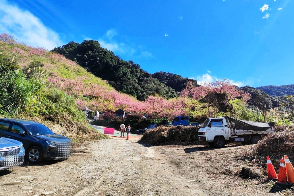 三峽大熊櫻花林