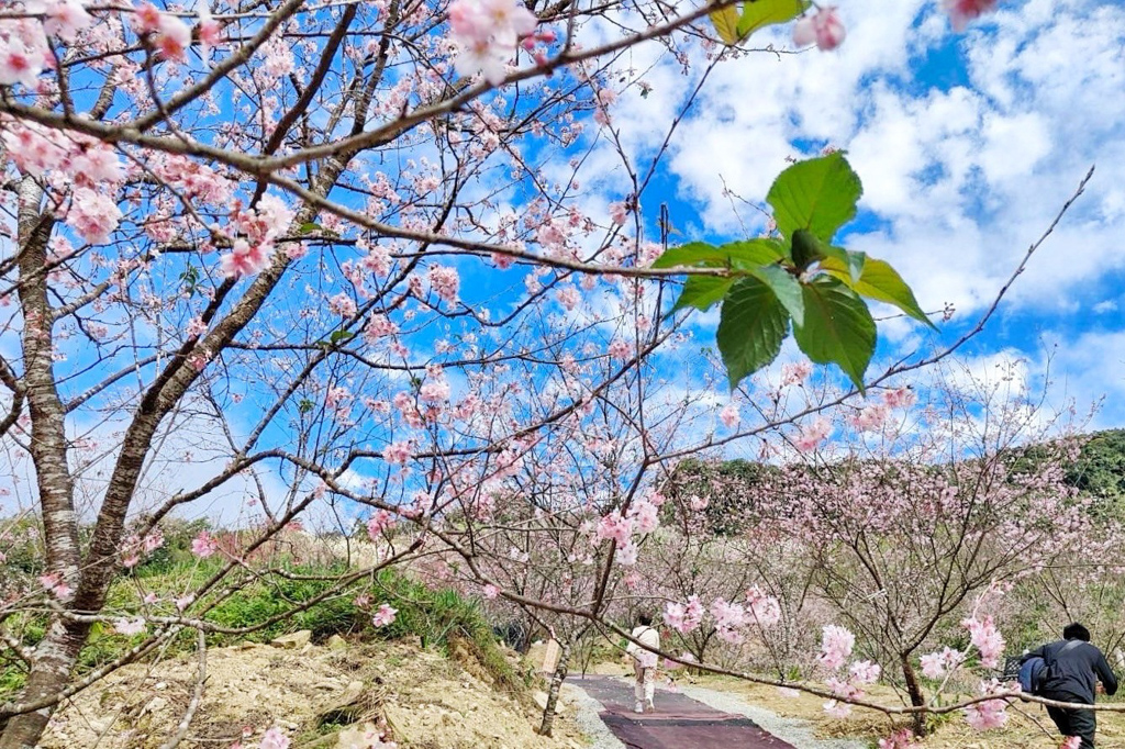 三峽大熊櫻花林