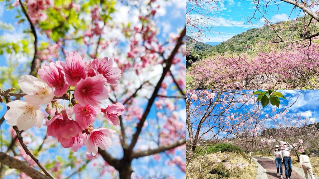 三峽大熊櫻花林,三峽景點,新北景點,賞櫻花,賞花,過年賞花 @艾瑪  吃喝玩樂札記