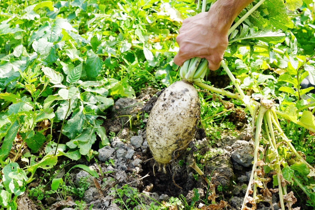 藍家友善農場