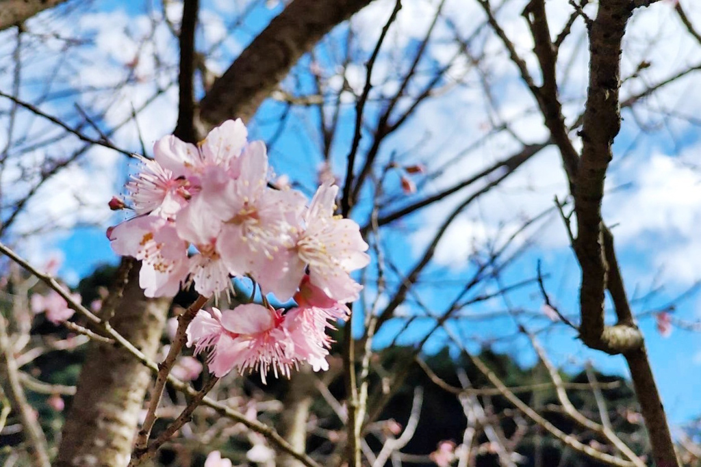 三峽大熊櫻花林