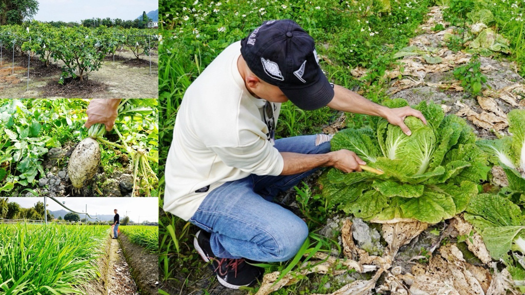 diy,大溪中莊新農園區培訓基地,大溪好玩,大溪景點,採收芭樂,藍家友善農場,親子景點,農事體驗,韭菜季,韭菜花 @艾瑪  吃喝玩樂札記