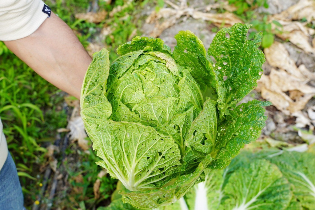 藍家友善農場