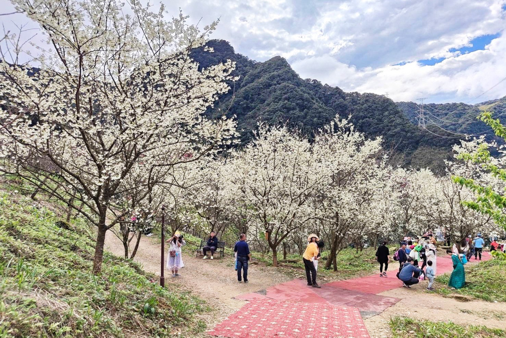 三峽大熊櫻花林