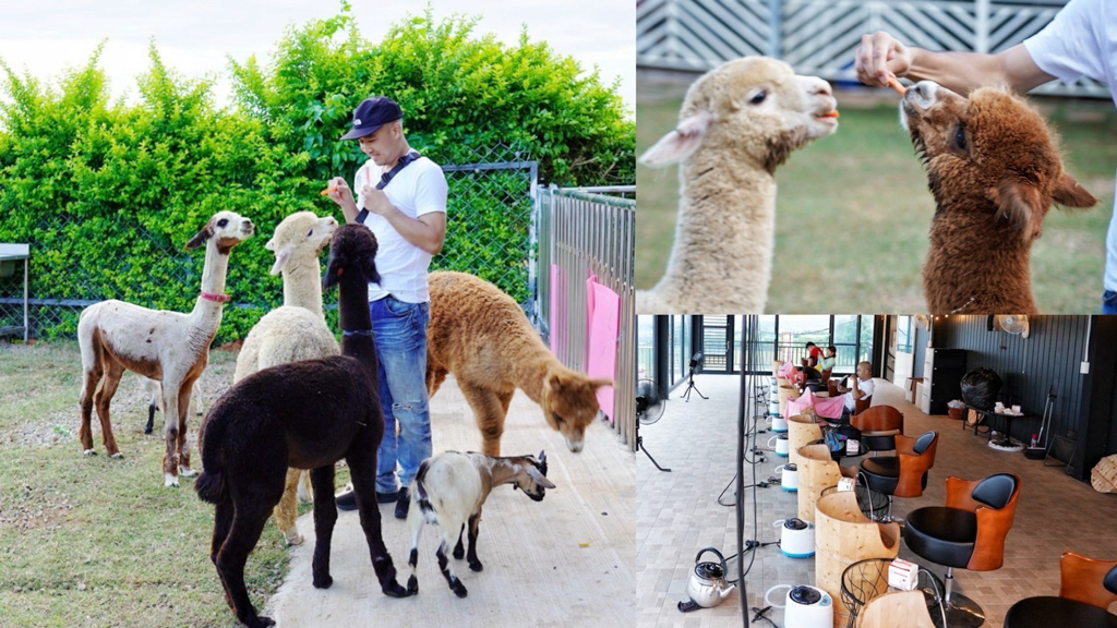 動物園,臺中好玩,臺中景點(diǎn),臺中秘境,臺中親子景點(diǎn),咖啡,夜景,晴園秘境,泡腳,秘境,草泥馬,餵食,龍井夜景,龍井景點(diǎn) @艾瑪  吃喝玩樂札記