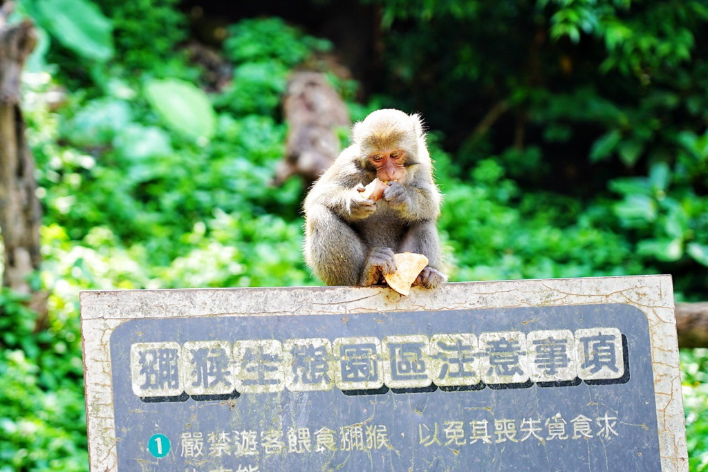 郭叔叔獼猴生態區