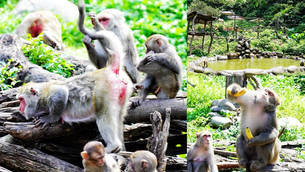 延伸閱讀：郭叔叔獼猴生態(tài)區(qū)｜自然生態(tài)區(qū)近100隻獼猴！猴王捉香蕉、猴囡仔跳水、收集猴仔表情包