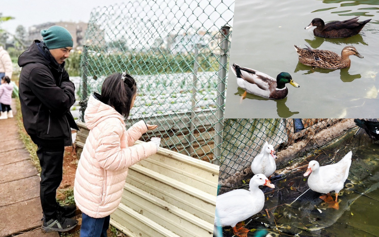 文新小農夫親子農園,土窯甕烤雞,白菜滷湯,桃園景點,桃園好玩,烤雞,桃園烤雞,桃園好吃烤雞,親子景點,桃園親子遊,自製鴨蛋茶碗蒸,白菜滷吃到飽,窯烤,採收雙色玉米, 時令炒青菜,體驗農夫,蒜苗澎湖章魚,土窯蒸澎湖海魚,土窯烤雞,桃園窯烤雞,聚餐,親子體驗